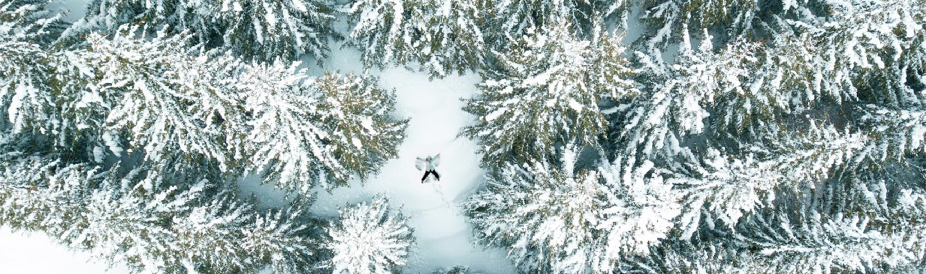 A snowy forest