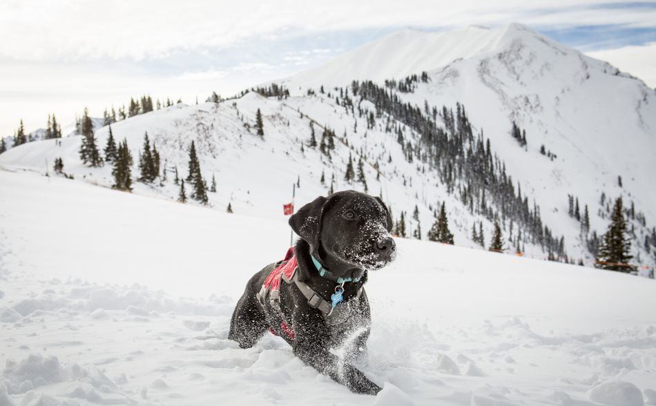 Non-Skiers in Aspen